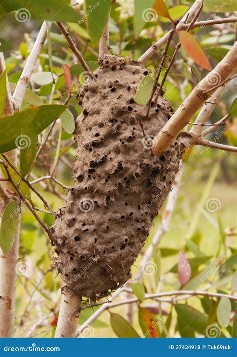 Ants nest in a tree stock photo. Image of pest, closeup - 27434918