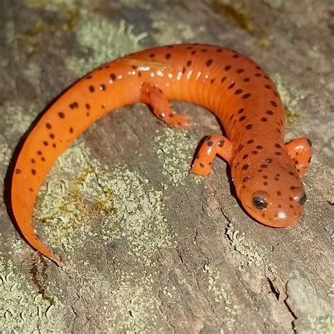 Mud Salamander Florida Amphibians · Biodiversity4all