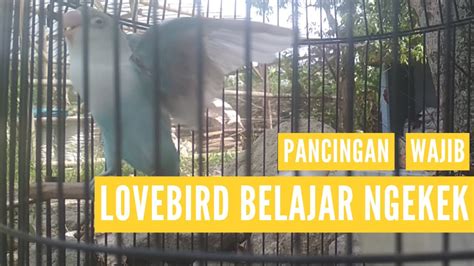 Masteran Lovebird Ngetik Untuk Pancingan Paud Biar Cepat Ngekek YouTube