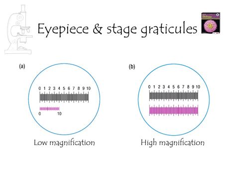 Ppt Measuring Cells Powerpoint Presentation Free Download Id2461093