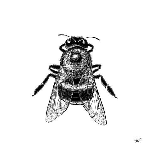 Bumblebee Fine Art Print Scientific Illustration Wildlife | Etsy