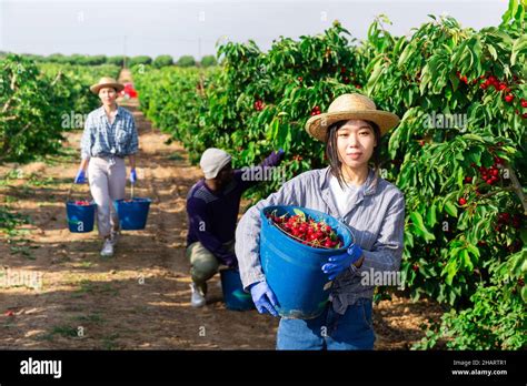 Two Woman And One Man Are Harvesting Cherries Stock Photo Alamy