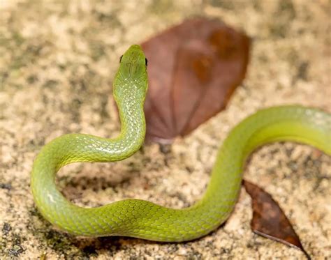 Greater Green Snake: A Fascinating Reptile of the Natural World | WorldWeet