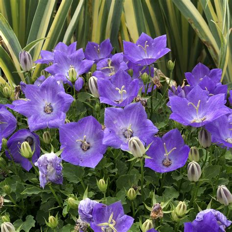 Campanula Rapido Blue Garden Crossings
