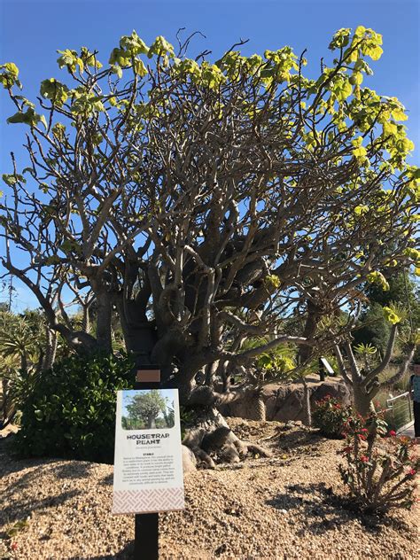 Madagascar’s Trees— Bizarre and Other-Worldly Looking | Good News Tree