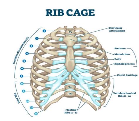 Difference Between Male And Female Ribs Understand In 2 Minutes