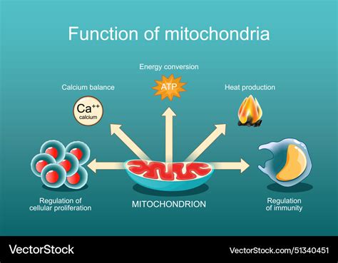 Function of mitochondria Royalty Free Vector Image