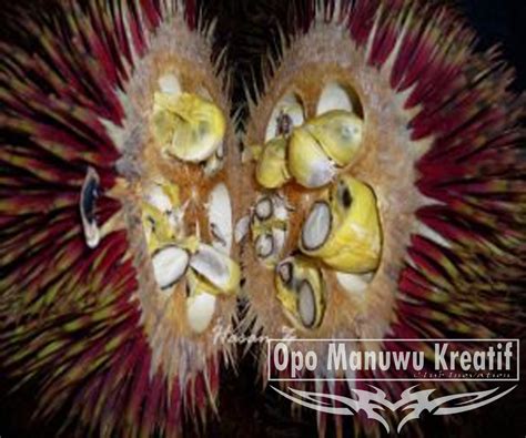 buah buah khas kalimantan buah khas kalimantan tengah