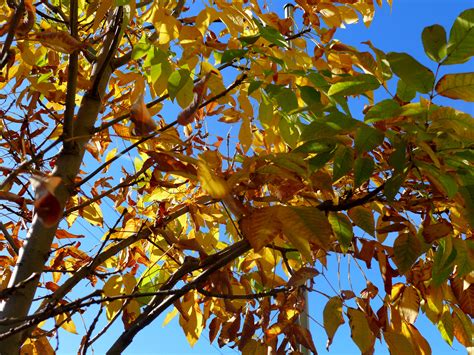 Fall into Color - Canopy : Canopy