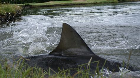 Sharks on an Australian Golf Course Made a Watery Grave Like no Other