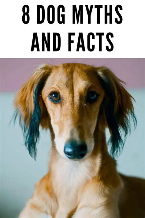 You Should Stop Believing These 19 Dog Myths [Updated Guide]