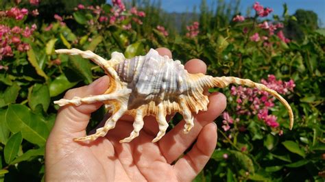 5 75 Scorpion Spider Conch Seashell 1 Shell Scorpion Etsy