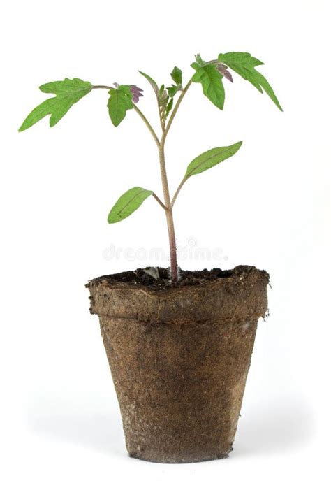 Small tomato plant stock photo. Image of sprout, crop - 13782538