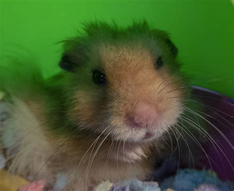 Hamster Face Closeup Free Stock Photo Public Domain Pictures