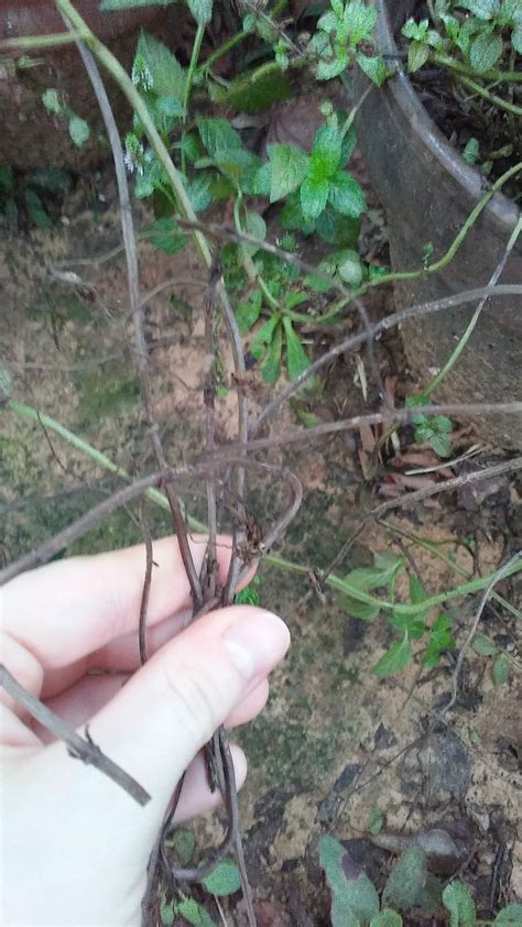 Mint | Once very healthy peppermint plant dying quickly - pests or disease?
