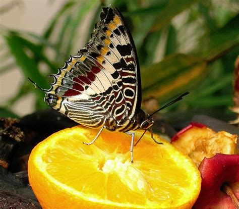 O Que Mariposa Come - Comportamiento de la mariposa: Comiendo y charlando - Mariposas