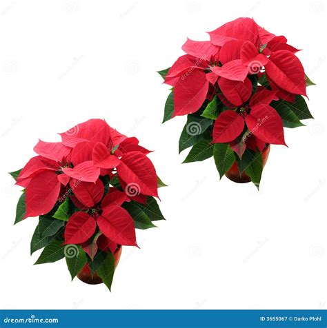 Euphorbia Pulcherrima Royalty-Free Stock Photography | CartoonDealer