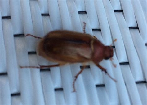 June Bugs Pest Control Canada