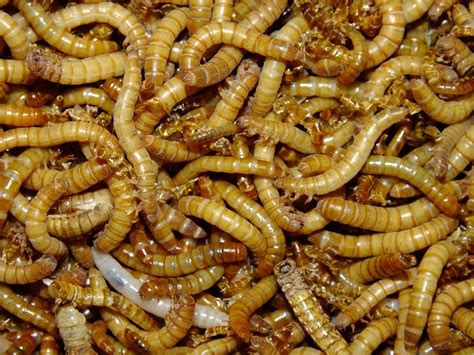 Mealworms Alaska Feeder Farm And Supply Llc