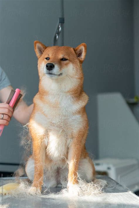 Dog Shedding Season By Stocksy Contributor Olga Sibirskaya