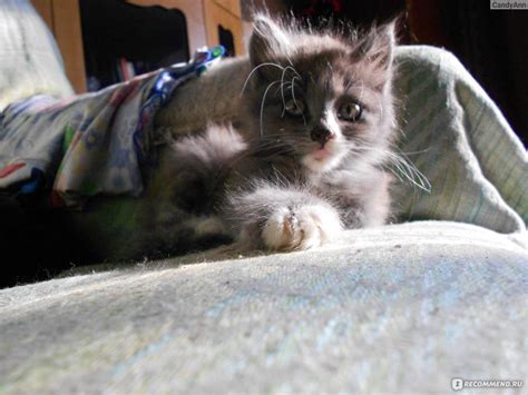 Капли от блох и клещей RolfClub 3D для кошек менее 4 кг - «Очень ...