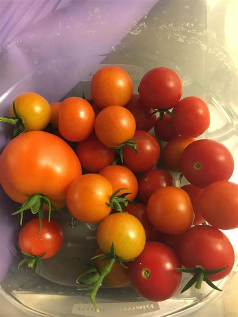 Cherry Tomatoes! : r/gardening