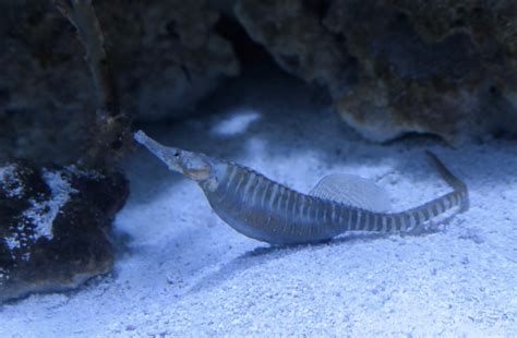 Dusky Pipefish Syngnathus Floridae Zoochat