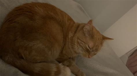 My Cat Is Coughing And Making Wheezing Noises Please Watch Video And