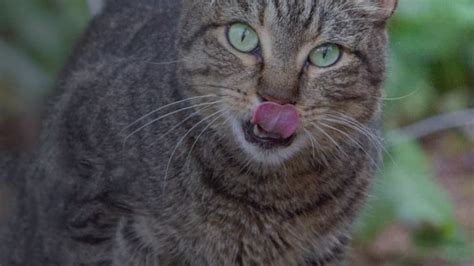 Blog | Cats in Australia