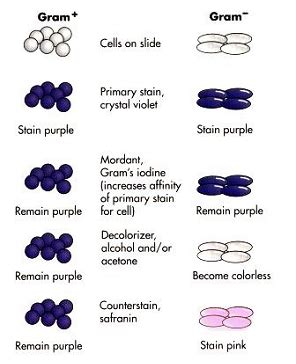 Gram Stain | Microbiology Lab