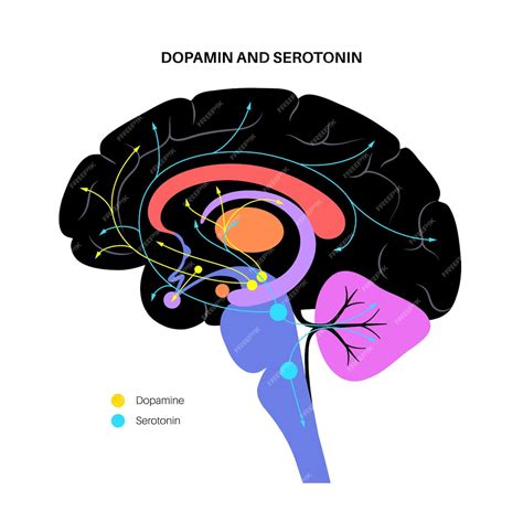 Noradrenalina Serotonina E Dopamina