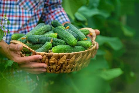 Cucumber Recall Sparks Warning In Three States Newsweek