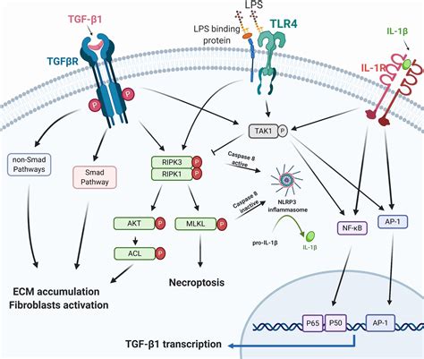 Frontiers Ripk3 A New Player In Renal Fibrosis Cell And