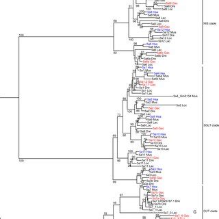 Maximumlikelihood Phylogenetic Tree Of Slc A Aligned Amino Acid