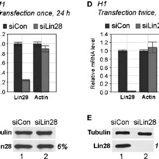 Sirna Knockdown Of Lin In H Ae And Ipsc F G Cells Using