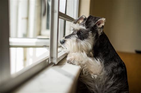 Schnauzer Wallpapers Wallpaper Cave