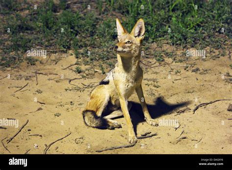 Black Backed Jackal At Night Hi Res Stock Photography And Images Alamy