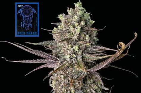 The Best Seedsman Seeds: Strain Guide - Mold Resistant Strains