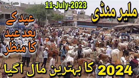 Malir Mandi Karachi Cattle Rates Update 11 July 2023 2024 Ka Soday