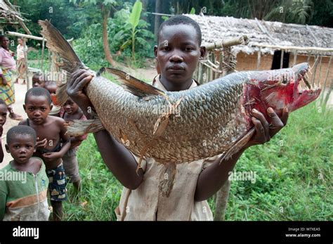 Mongo Man Selling Large Goliath Tiger Fish Hydrocynus Goliath With