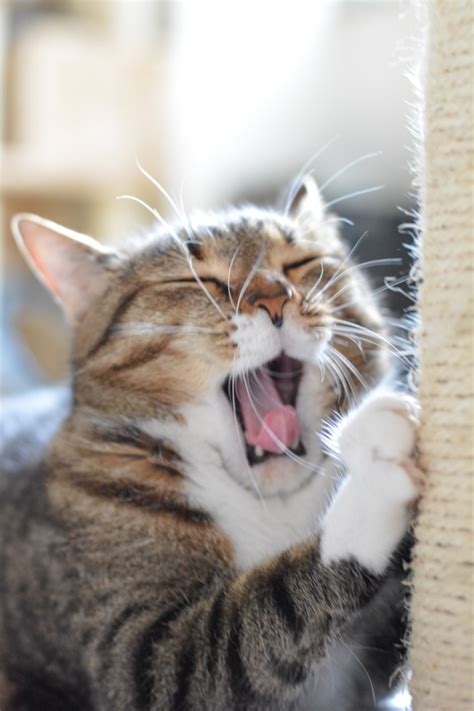Puzzy Cute Cat | ВКонтакте