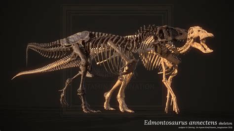 Edmontosaurus annectens skeleton - YouTube