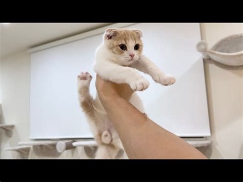 生まれて初めて本気で叱られたらヤンチャ子猫はこうなっちゃいました もちまる日記｜youtubeランキング