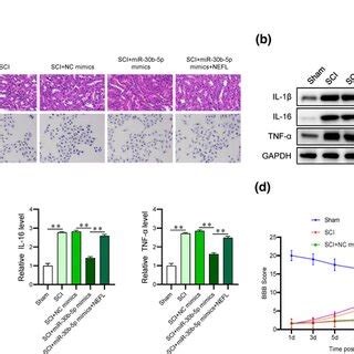 MiR30b5p Attenuates The Inflammatory Response And Facilitates