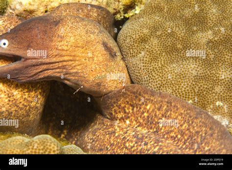 Grove Gymnothorax Hi Res Stock Photography And Images Alamy