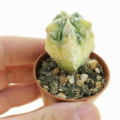 Astrophytum Myriostigma Cv Fukuryu Haku Jo F Variegata Cm