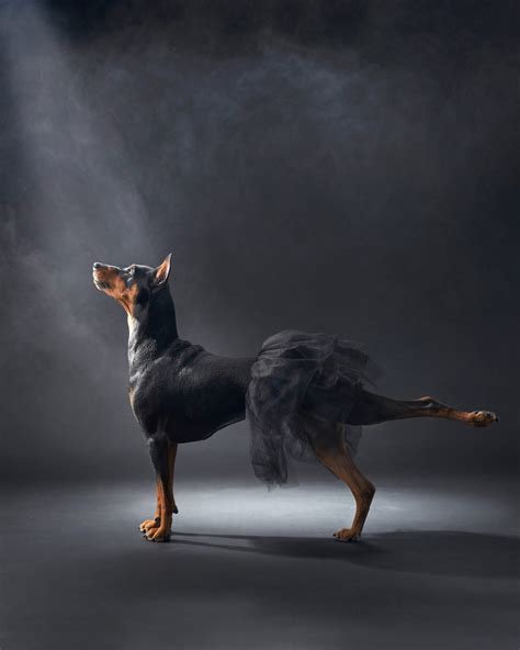 Show me pictures of a Weimaraner dog: Stunning Images of this