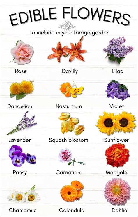 Edible flowers a guide to popular blooms – Artofit