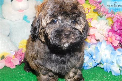 Shihpoo Boy Shih Poo Shihpoo Puppy For Sale Near Chicago Illinois