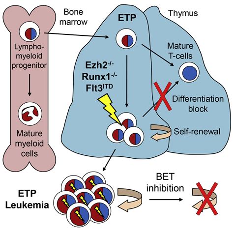 Ezh2 And Runx1 Mutations Collaborate To Initiate Lympho Myeloid